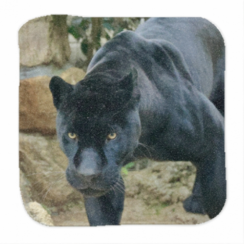 かっこいいクロヒョウの写真がプリントされたオリジナルタオル