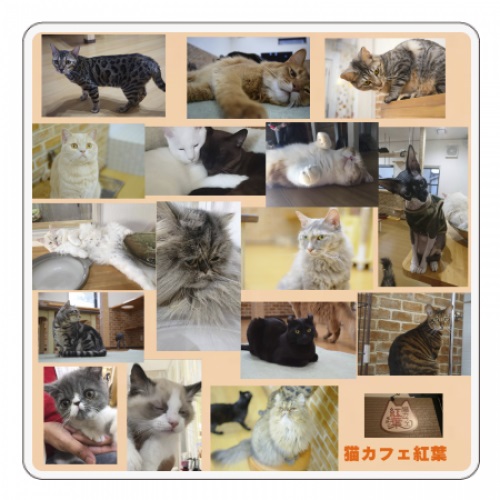 販売品や販促品におすすめ！猫カフェのオリジナルコースター