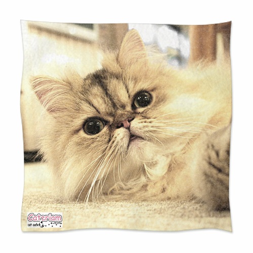 寝転ぶ猫の表情に癒される、猫カフェ販売用のオリジナルミニタオル