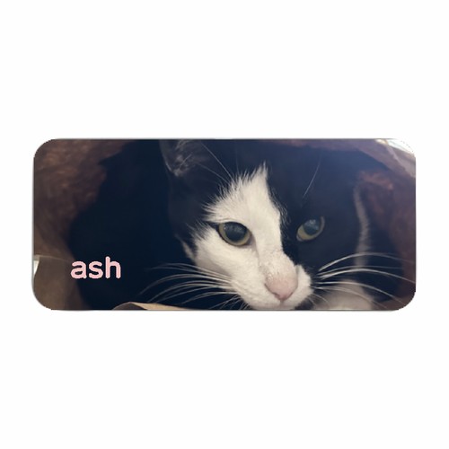 ひょっこり覗く表情が可愛い！愛猫写真で作る全面印刷缶ペンケース