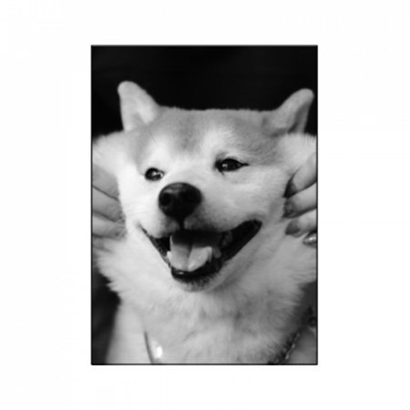 愛犬写真のパネル