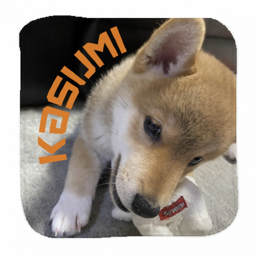 柴犬の写真を大きくプリントしたオリジナルタオル