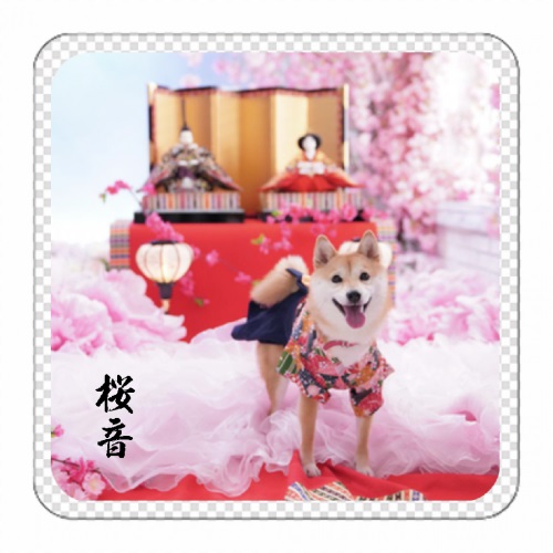 大好きな愛犬の写真をプリントしたオリジナルマグネット